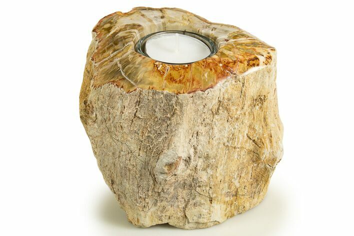 Polished Petrified Wood Candle Holder - Madagascar #337899
